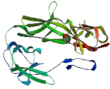 Killer Cell Immunoglobulin Like Receptor 2DL3 (KIR2DL3)