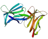 Killer Cell Immunoglobulin Like Receptor 2DS1 (KIR2DS1)