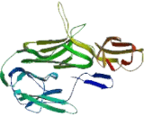 Killer Cell Immunoglobulin Like Receptor 2DS5 (KIR2DS5)