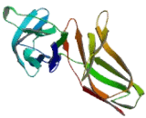 Killer Cell Immunoglobulin Like Receptor 3DL2 (KIR3DL2)