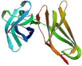 Killer Cell Immunoglobulin Like Receptor 3DL3 (KIR3DL3)