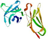 Killer Cell Immunoglobulin Like Receptor 3DS1 (KIR3DS1)