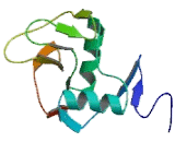 Killer Cell Lectin Like Receptor Subfamily C, Member 2 (KLRC2)