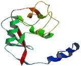 Killer Cell Lectin Like Receptor Subfamily F, Member 2 (KLRF2)