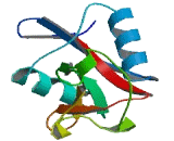 Killer Cell Lectin Like Receptor Subfamily J, Member 1 (KLRJ1)