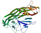 Nephrin Like Protein 3 (NEPH3)