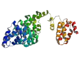 Kinesin Associated Protein 3 (KIFAP3)