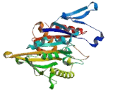 Kinesin Family, Member 11 (KIF11)