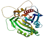 Kinesin Family, Member 14 (KIF14)