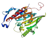 Kinesin Family, Member 17 (KIF17)