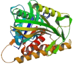 Kinesin Family, Member 1A (KIF1A)