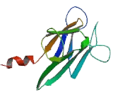 Kinesin Family, Member 1B (KIF1B)