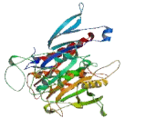 Kinesin Family, Member 20B (KIF20B)