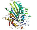 Kinesin Family, Member 22 (KIF22)