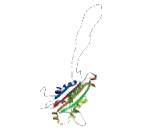 Kinesin Family, Member 23 (KIF23)