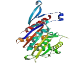 Kinesin Family, Member 24 (KIF24)