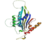 Kinesin Family, Member 25 (KIF25)