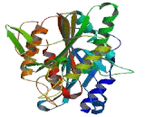 Kinesin Family, Member 2B (KIF2B)