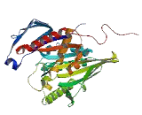 Kinesin Family, Member 3A (KIF3A)