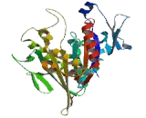 Kinesin Family, Member 3B (KIF3B)