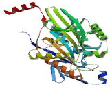 Kinesin Family, Member 5B (KIF5B)