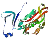 Kinesin Family, Member 5C (KIF5C)