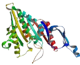 Kinesin Family, Member 6 (KIF6)