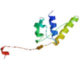 Kinesin Family, Member 7 (KIF7)