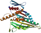 Kinesin Family, Member C3 (KIFC3)