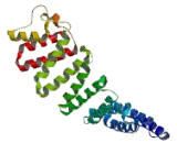 Kinesin Light Chain 2 (KLC2)