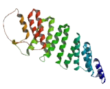 Kinesin Light Chain 4 (KLC4)