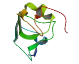 Kita Kyushu Lung Cancer Antigen 1 (KKLC1)