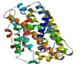 L-Type Amino Acid Transporter 2 (y+LAT2)