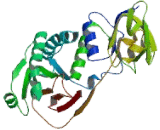 L2-Hydroxyglutarate Dehydrogenase (L2HGDH)