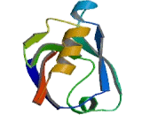 LIM Domain Binding Protein 3 (LDB3)