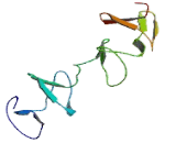 LIM Homeobox Protein 1 (LHX1)