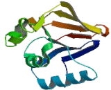 Lactamase Beta 2 (LACTb2)