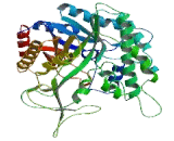 Lactase (LCT)