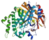 Lactase Like Protein (LCTL)