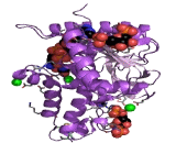 Lactate Dehydrogenase (LDH)