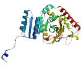 Lactate Dehydrogenase A Like Protein 6B (LDHAL6B)