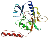 Lactate Dehydrogenase D (LDHD)