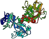 Lactoferrin (LTF)