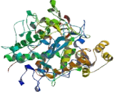 Lactoperoxidase (LPO)