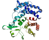 Lantibiotic Synthetase Component C Like Protein 2 (LANCL2)