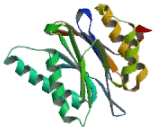 Large Multifunctional Peptidase 7 (LMP7)