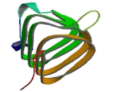 Large Neutral Amino Acid Transporter 1 (LAT1)