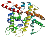 Large Neutral Amino Acid Transporter 2 (LAT2)