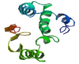 Large Neutral Amino Acid Transporter 3 (LAT3)