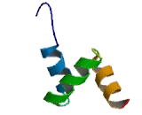 Large Tumor Suppressor Homolog 2 (LATS2)